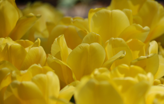 Tulips in Piedmont Park