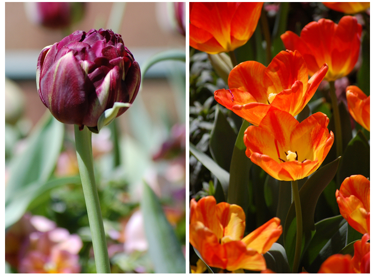 tulips in piedmont park